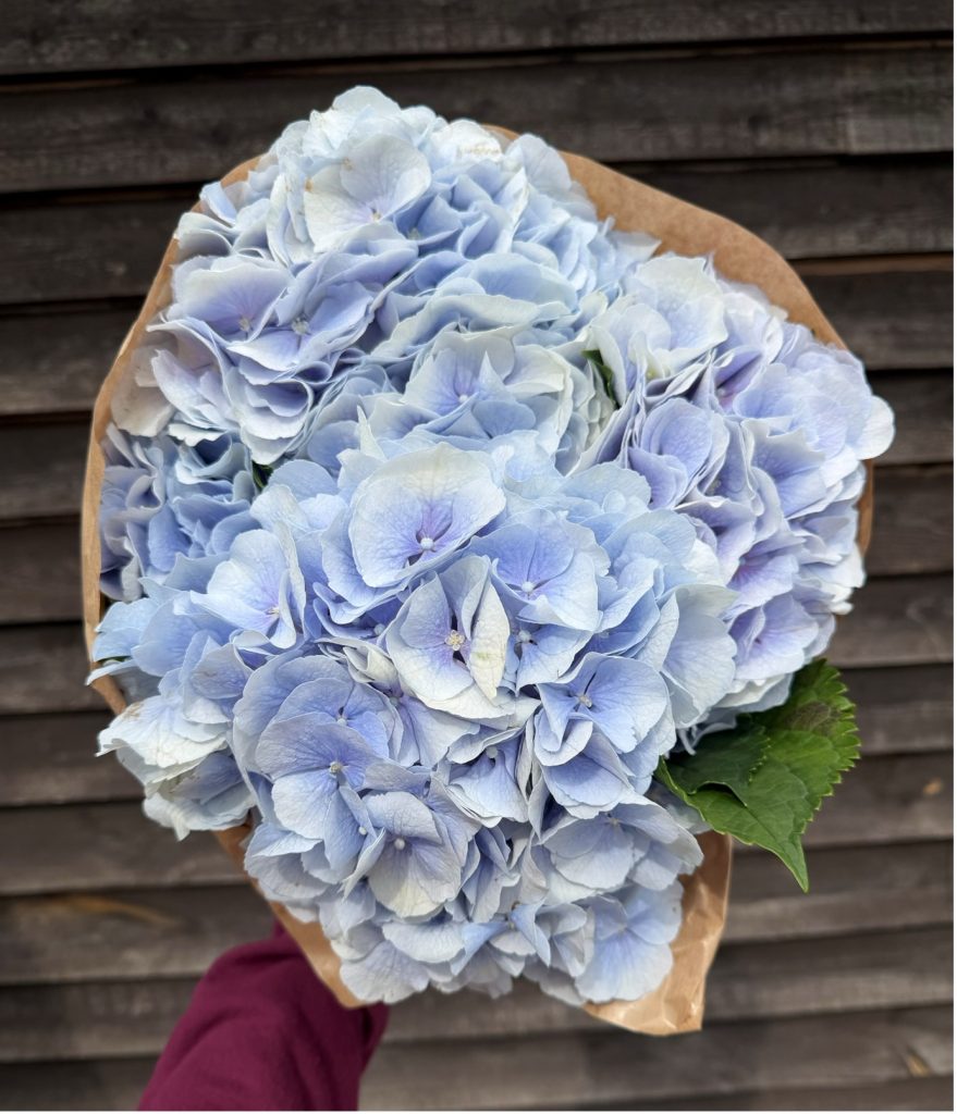 Bunch of Light Blue Hydrangea