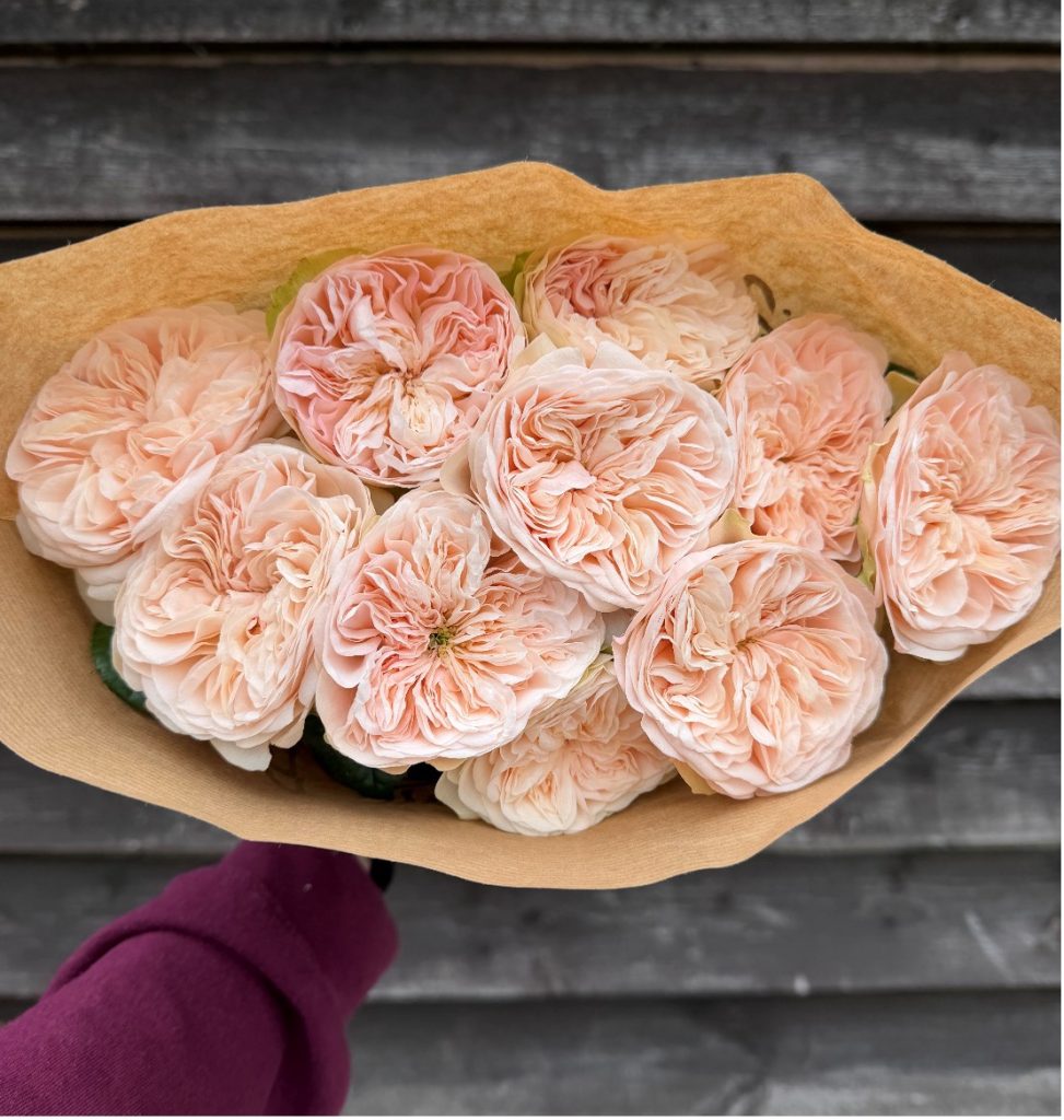 Ruffled peachy pink garden roses